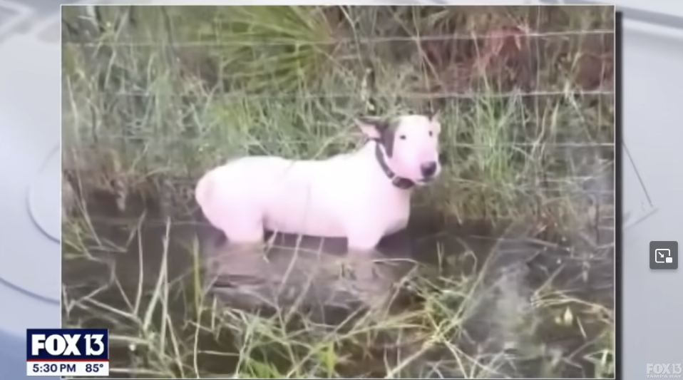 Abandoned dog in hurricane